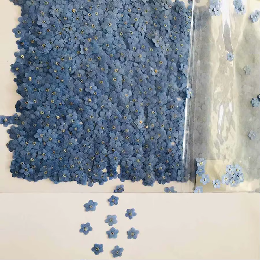 120 pièces pressées oublier-moi pas fleur séchée Mini bleu Myosotis Sylvatica plante herbier pour bi