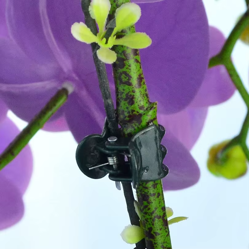 Pinces à plantes vert foncé à 6 griffes, 50/100 pièces, pince de Support de fleurs d'orchidée, fermo