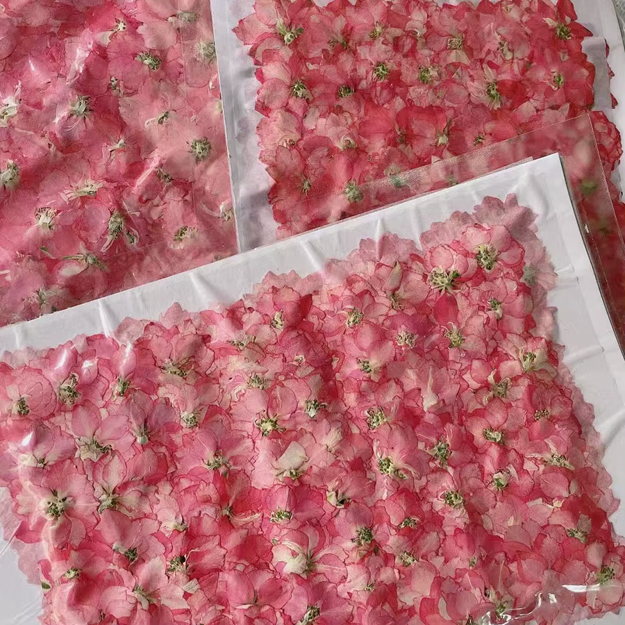 250 pièces pressé séché naturel rose Consolida Ajacis fleurs plantes herbier pour bijoux coque de té