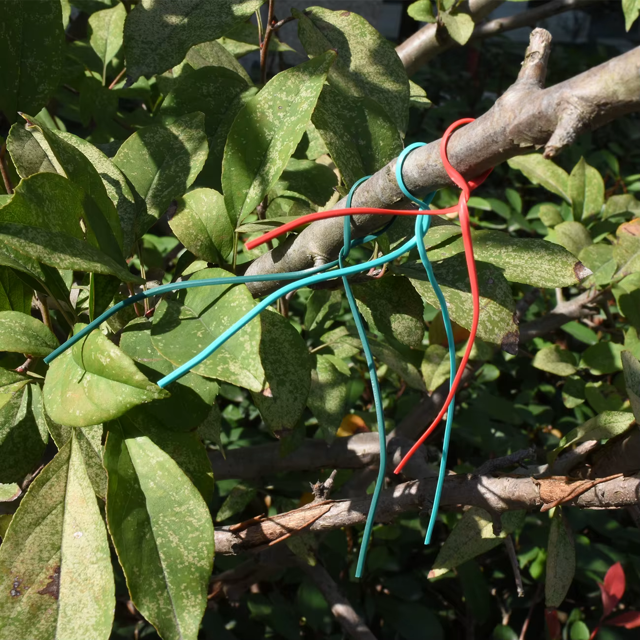 Attaches de câble de jardinage oblates, fil de fer réutilisable, torsion pour plantes à fleurs, vign