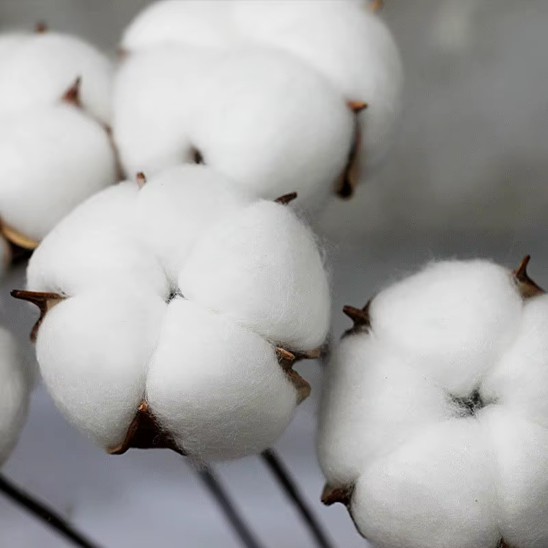 Fleur naturelle séchée en coton, plante artificielle, branche pour décoration de fête de mariage, fa