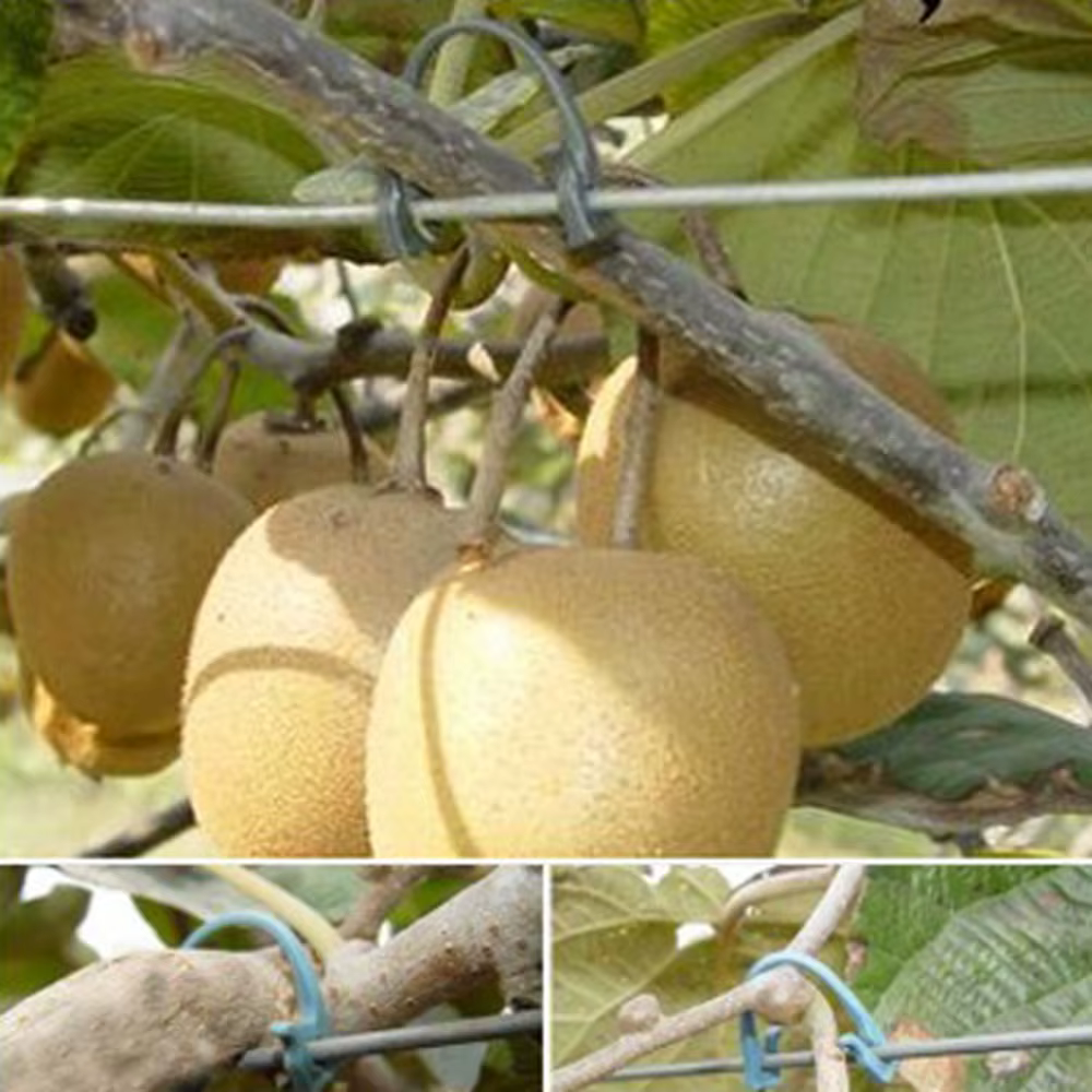 Boucle attachée pour plante de vigne, 1000 pièces, Clip de fixation pour vigne de raisin Kiwi, fleur