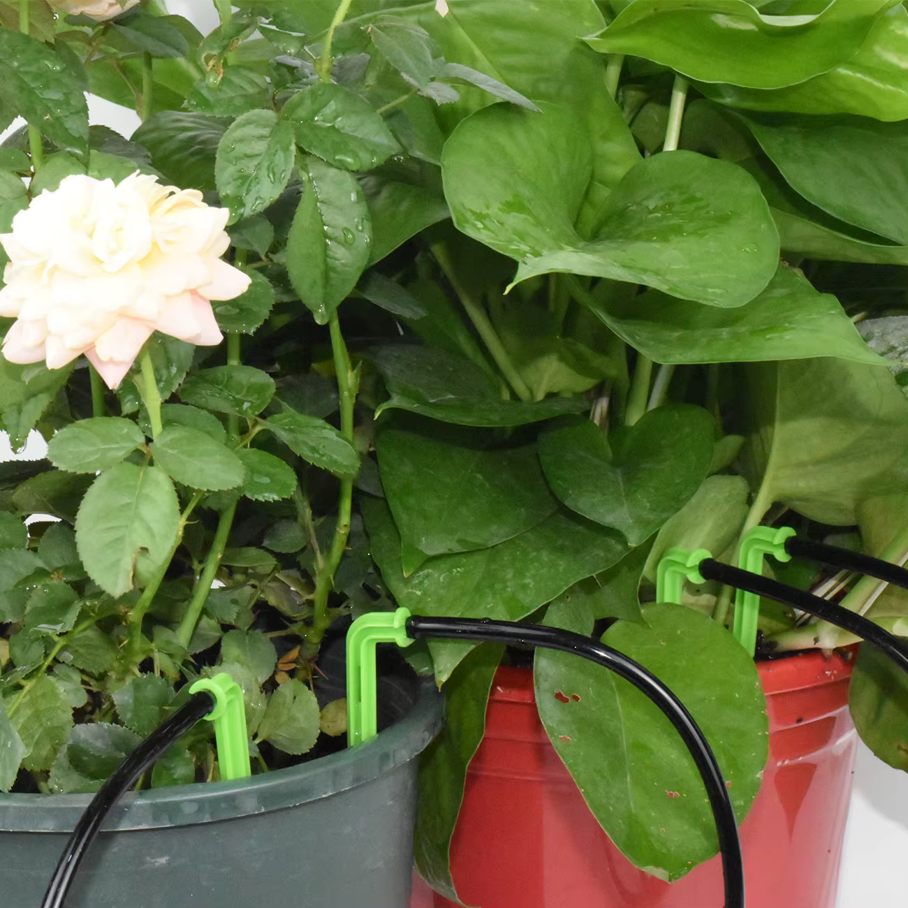 SPRINCLE-Système d'irrigation goutte-à-goutte à coude vert pour bonsaï en pot, tuyau d'arrosage auto