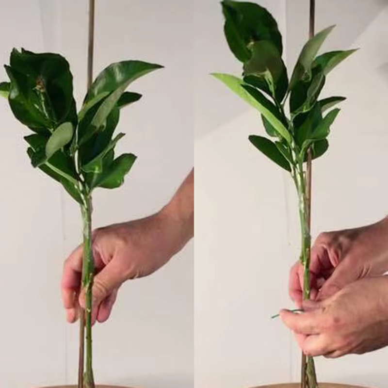 Bâtons en bois de bambou de 40cm, 50 pièces, bâtons professionnels pour plantes de jardin, cannes à