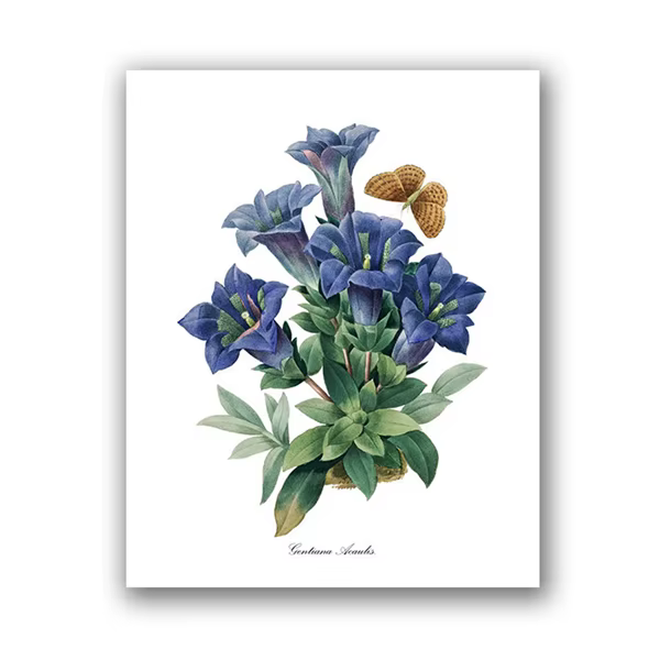 PJ. Affiches et imprimés Vintage de fleurs de Redoute, peinture sur toile d'art botanique de fleurs 