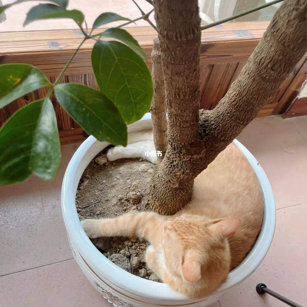 Couvercle de Pot de fleur, grille de Pot de plante, couvercle de Pot de fleur, Pot de plante de jard