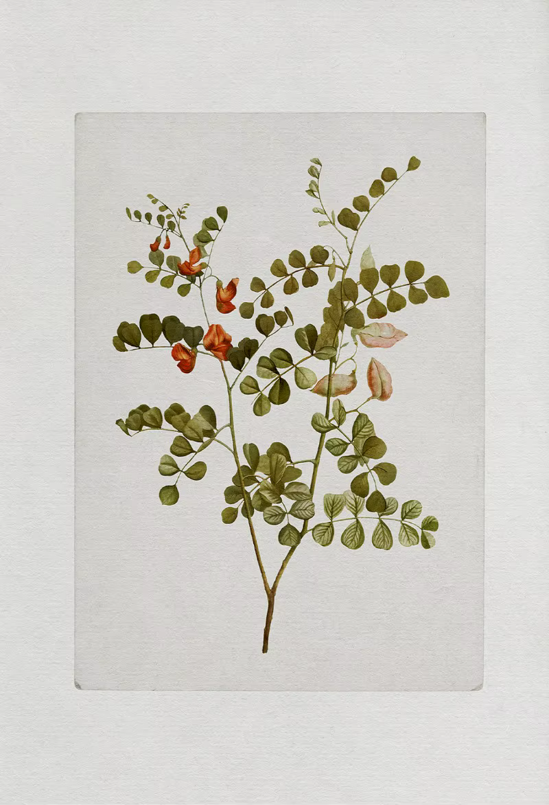Affiche murale rustique botanique Vintage, fleurs, herbes, peinture sur toile, imprimés muraux, imag
