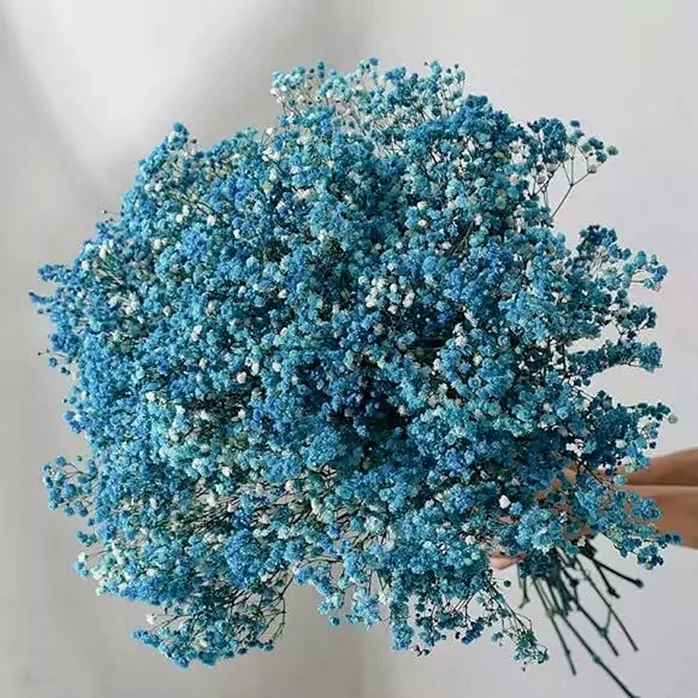 Fleurs conservées séchées fraîches naturelles, Gypsophila Paniculata, Bouquets de fleurs souffle de 
