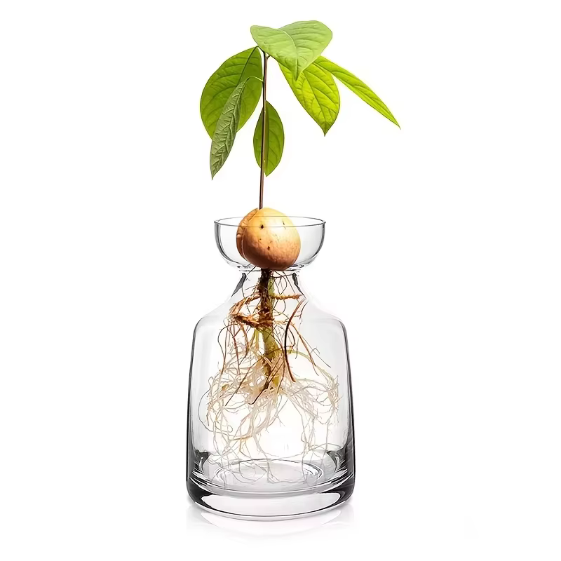 Vase de démarrage de graines d'avocat en deux pièces - Créez votre propre arbre d'avocat Pot de plan