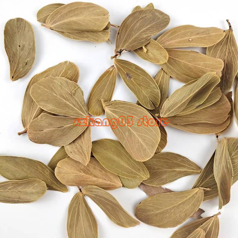 J6pc terminalia catappa foetida quitte les amandes îles Ammandes Feuille poisson Traitements