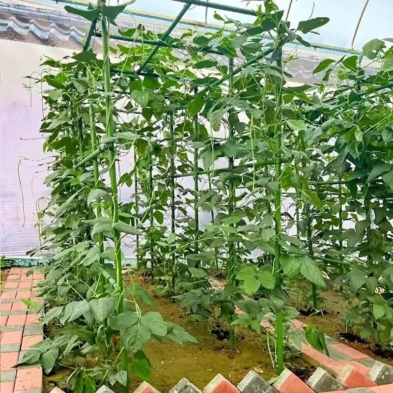 Piquets de support de plantes polyvalents, "Croissance robuste", treillis durable pour légumes et vi