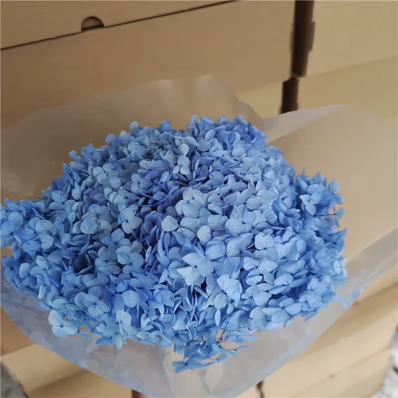 1 bouquet Anna hortensia 20cm Nature frais conservé branche entière fleurs séchées photographie mari