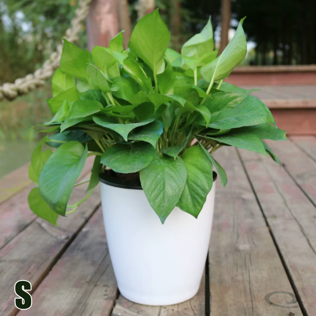 Pot de fleur paresseux, série Imitation porcelaine, Pot en plastique auto-arrosage, plantes vertes, 