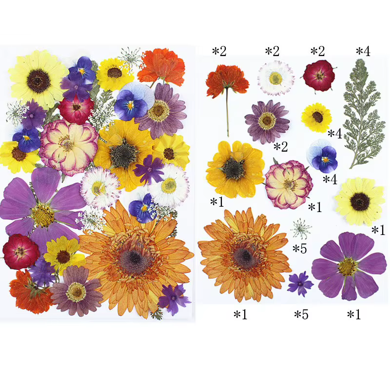 Marguerites Gerbera pressées multicolores, fleurs de Style mixte, grand Kit de fleurs séchées pour b