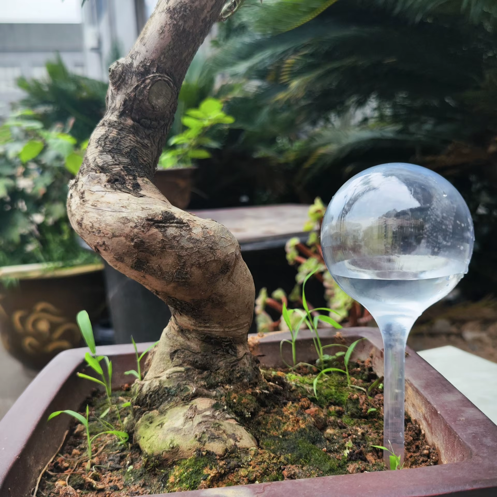 1 paquet de globe d'arrosage transparent pour plantes, globe d'arrosage automatique en plastique, di