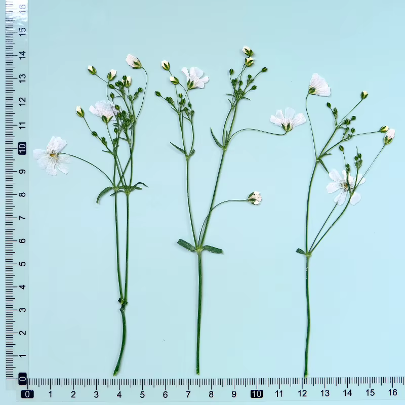 Fleurs séchées de néphra blanche véritable, 12 pièces, avec fleur pressée pour coque de téléphone ép
