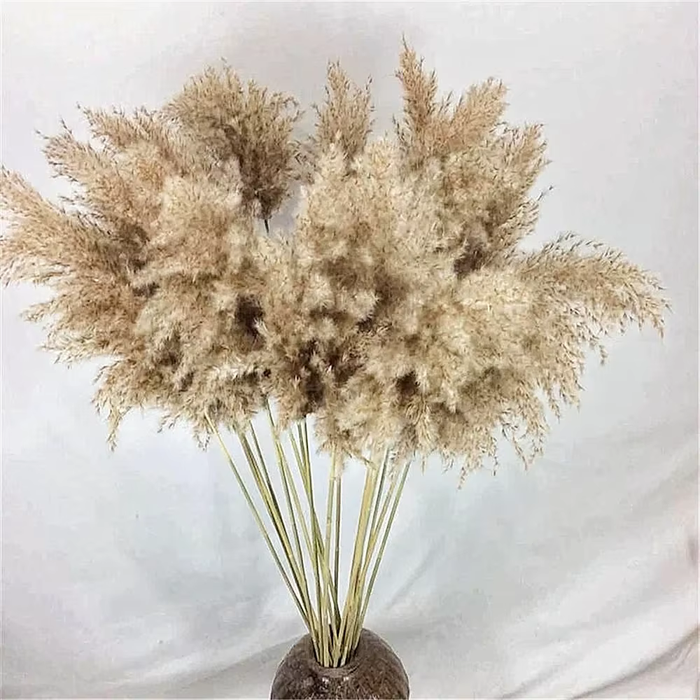 Bouquet de fleurs séchées naturelles, pampas de roseau, épis de blé, herbe à queue de lapin, foin po