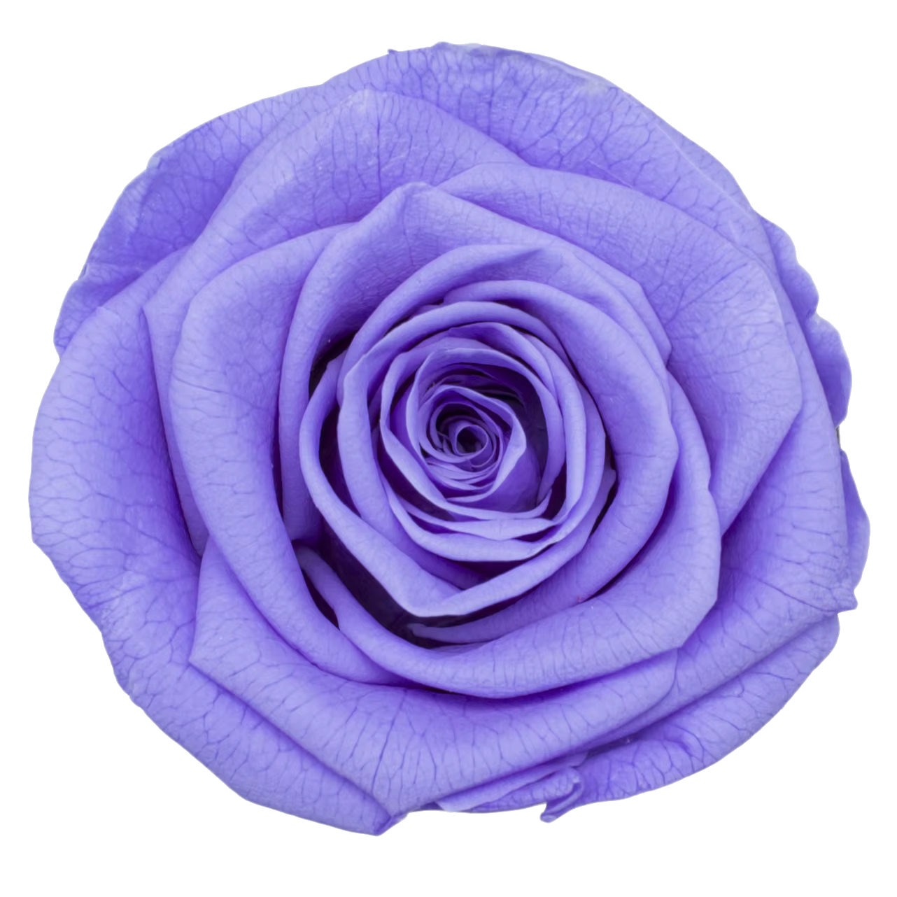 Têtes de roses naturelles préservées de qualité B, 5-6 cm, fleurs de roses fraîches et réelles, fleu