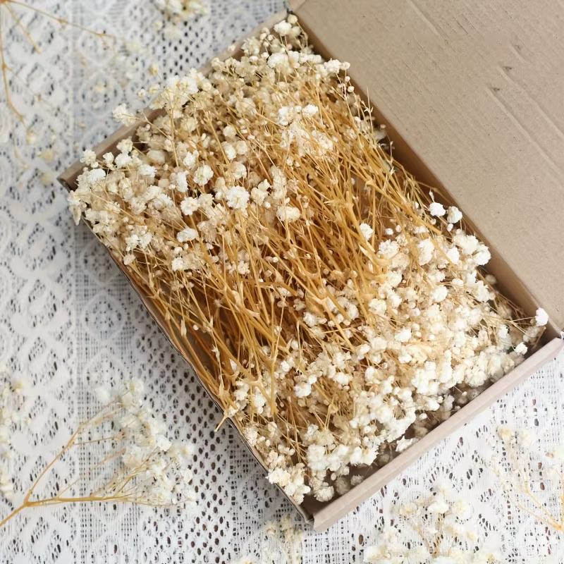 100 pièces Mini fleurs souffle de bébé séchées pour artisanat en résine bricolage décor de mariage à