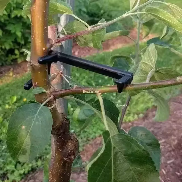 Clips pour arbres fruitiers, Support de vignes, façonneurs torsadés, extracteur de Branches, outils 