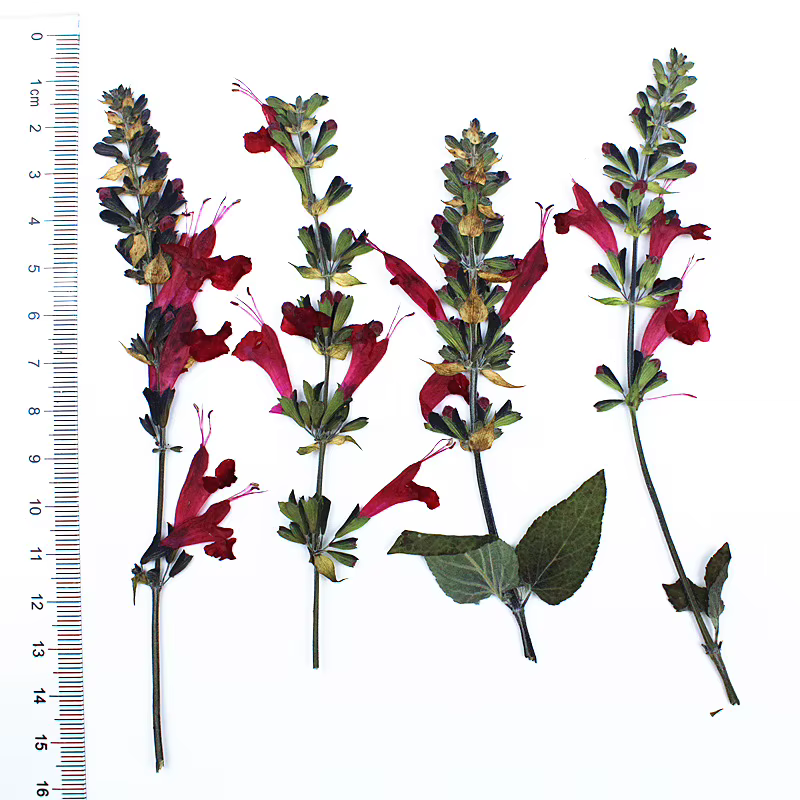 Fleur de Sauge Rouge vaccée en Relief, Plante group, Cadre Photo, Colle Goutte à Goutte, Étui Mobile