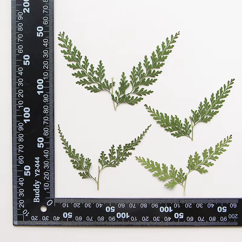 Nature PMurcia Fern Branches, Fleurs Sèches DIY, Signets, Cartes de Vministériels x, Goutte à Gomme,
