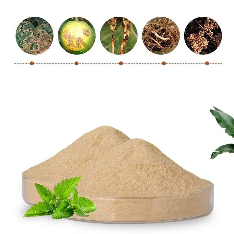 1 kg de Bacillus sub sondage améliore la prévention des maladies du sol