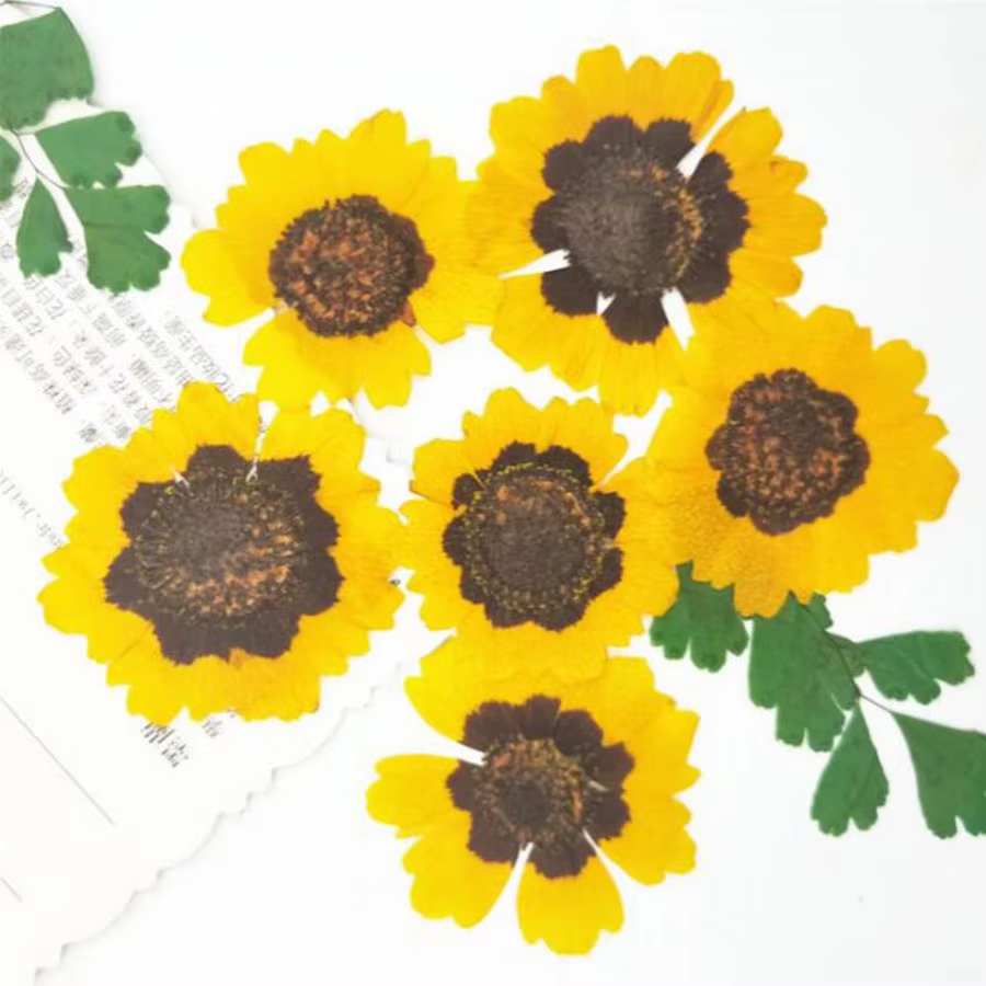 Fleurs séchées PMurcia Coreopsis Tinctoria, plante, herbier pour bijoux, carte postale, carte d'invi