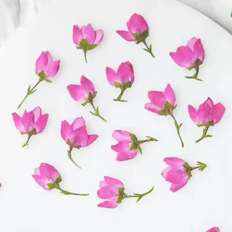 100 mini-fleurs séchées pressées roses d'Aidia canthioïde pour herbarium, bijoux, marque-pages, coqu