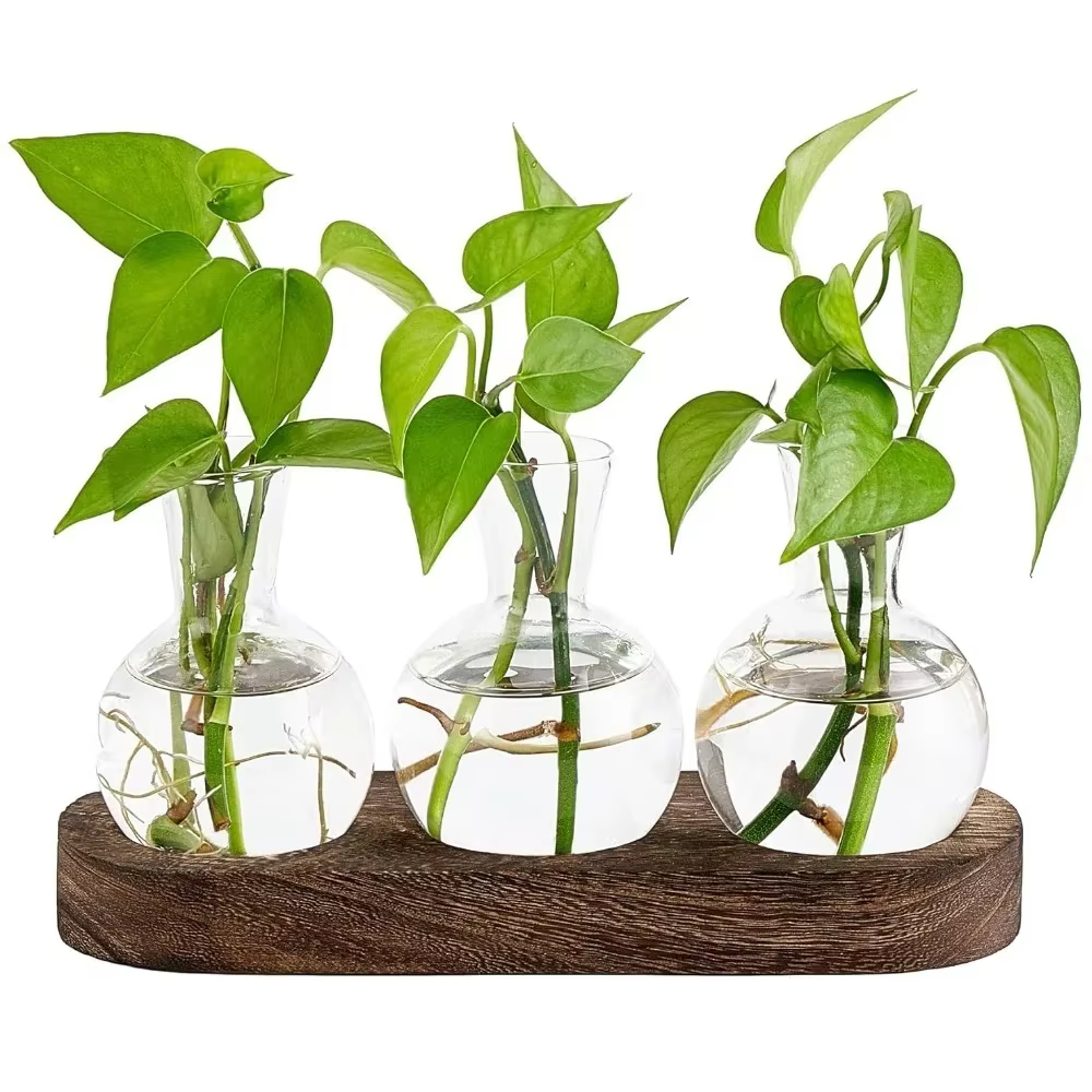 Vase en verre moderne, terrarium avec plateau en bois, station de propagation de plantes de bureau, 