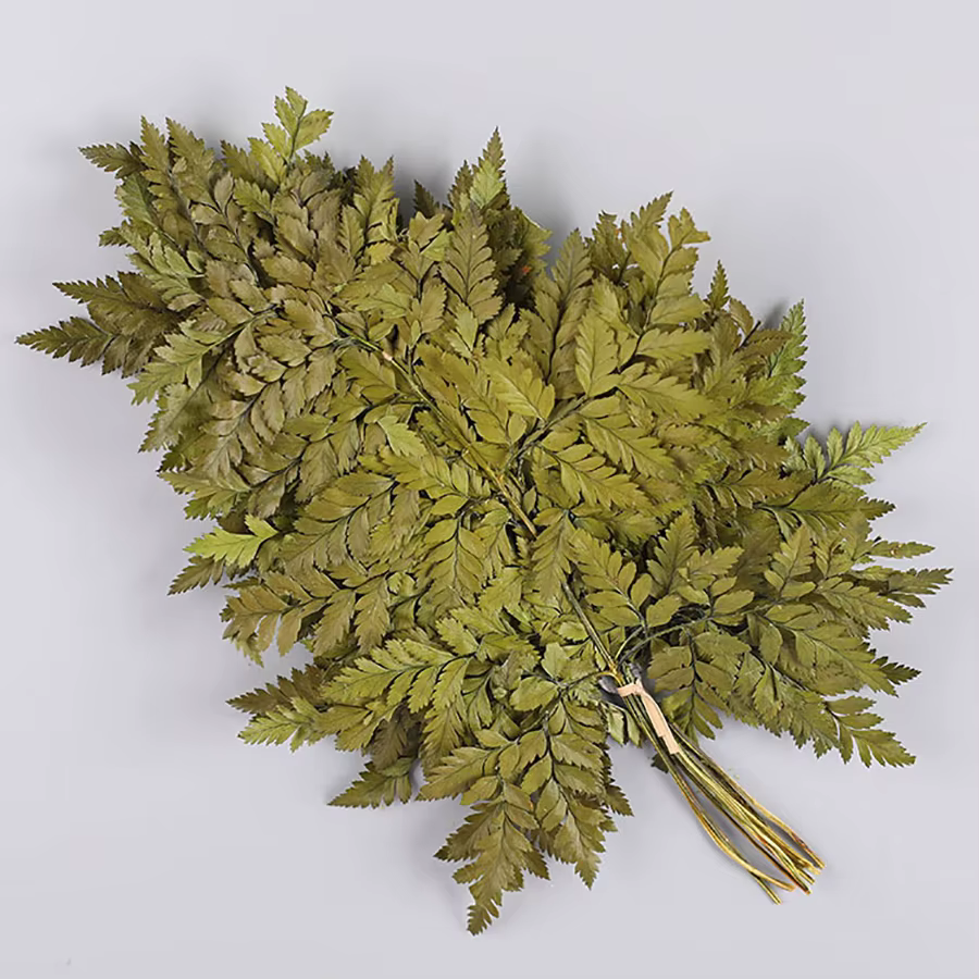 10 pièces de feuilles de fougère alpine éternelle, fleurs fraîches immortelles, matériaux floraux DI