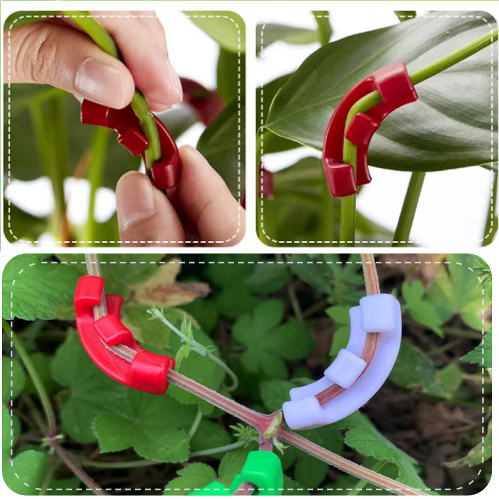 Cintreuses de plantes à 90 degrés, entraîneur de Manipulation de croissance, Tutors pour plantes, Cl