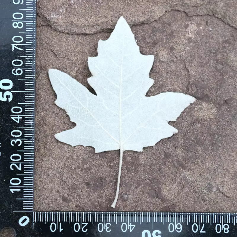 Feuilles de peuplier pressées naturelles, fleurs séchées pour DIY, invitations de mariage, marque-pa