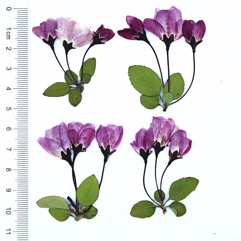 12 Pièces de Fleurs Séchées de Bégonia avec Feuilles pour Remplissage de Moules en Résine Époxy DIY,