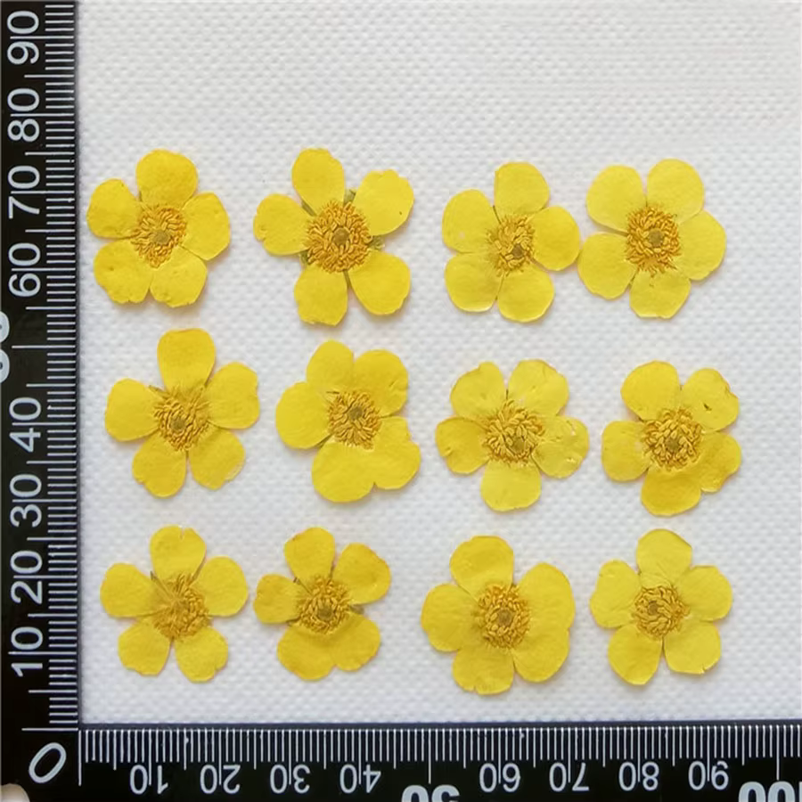 PMurcia Ranunculus jaune séché, plantes florales Thunb, herbier pour bijoux, coque de téléphone, mar