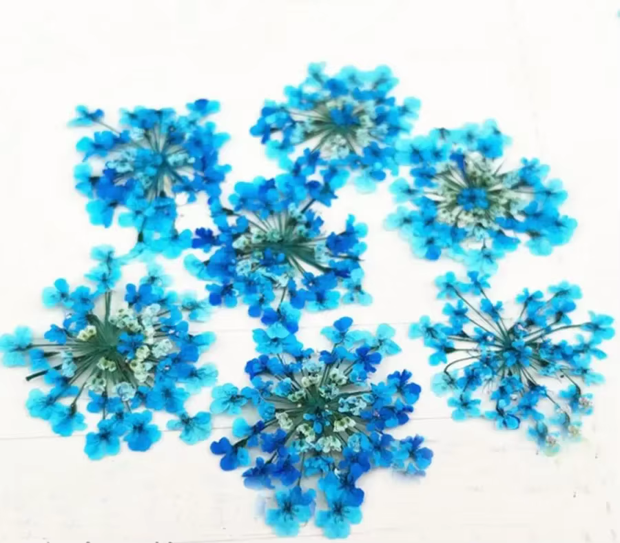 Ammi Majus – plantes à fleurs pressées et séchées, 60 pièces, herbier pour bijoux, carte postale, co