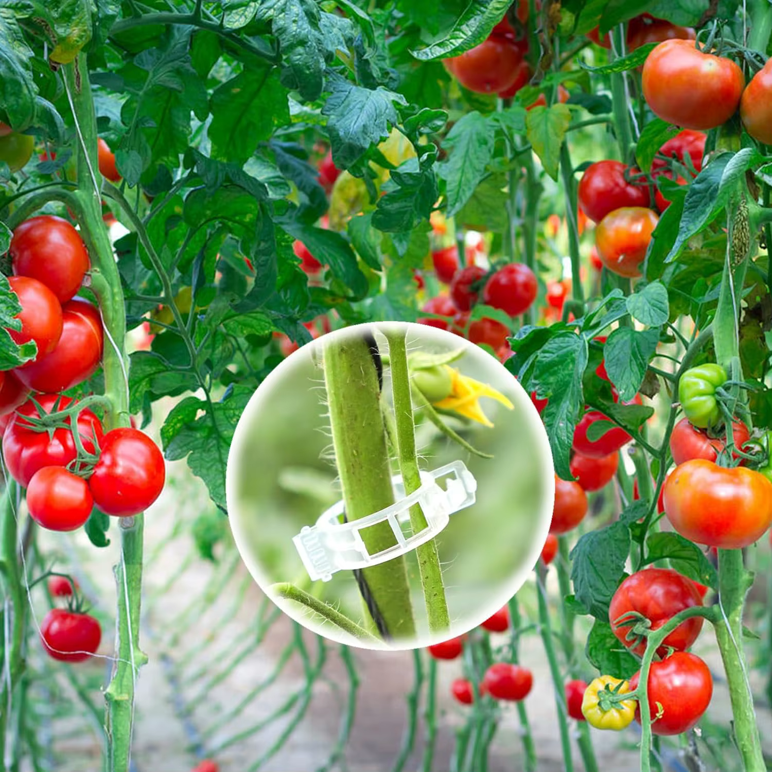50-100 pièces pinces à tomates pinces à plantes vignes pinces à treillis en plastique-Clips de Suppo
