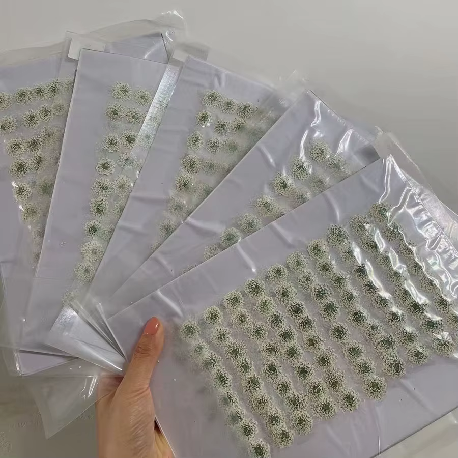 PMurcia Fleurs Blanches vaccées Ammi Majus, Plantes Herbier pour Bijoux, Carte Postale, Carte d'InPo