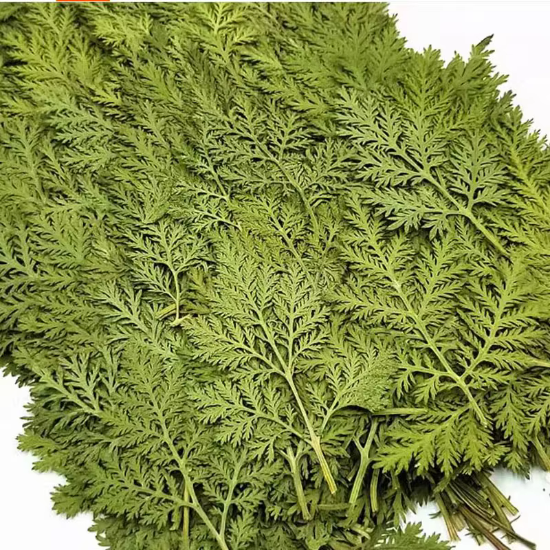 60 pièces d'herbes séchées pressées naturelles d'Artemisia Caruifolia pour bijoux, cartes postales, 