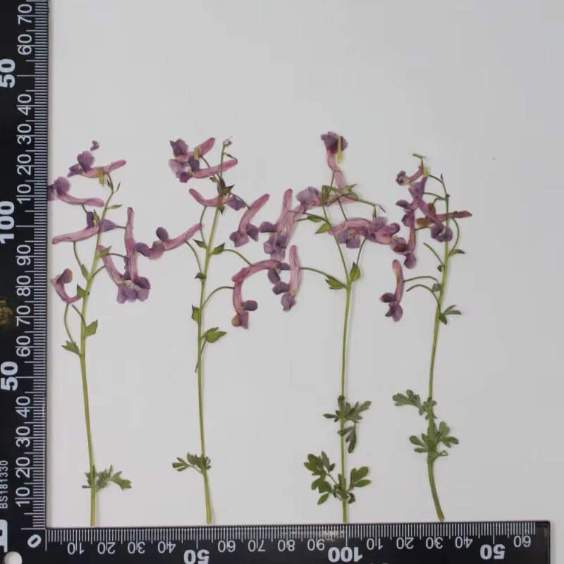 Fleurs séchées pressées de plantes sauvages naturelles pour DIY, matériaux pour lampe de bureau à co