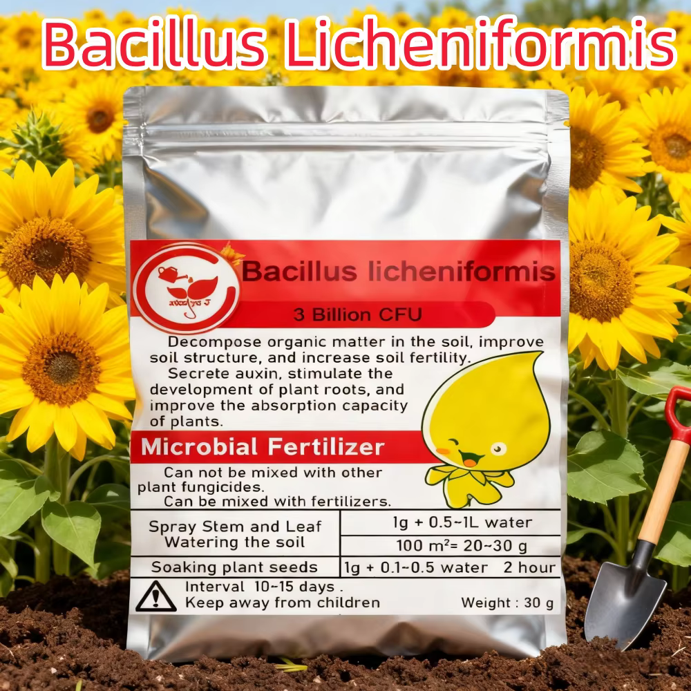 Agent de contrôle des parasites végétaux – Engrais organique microbien multi-souches Bacillus lichen