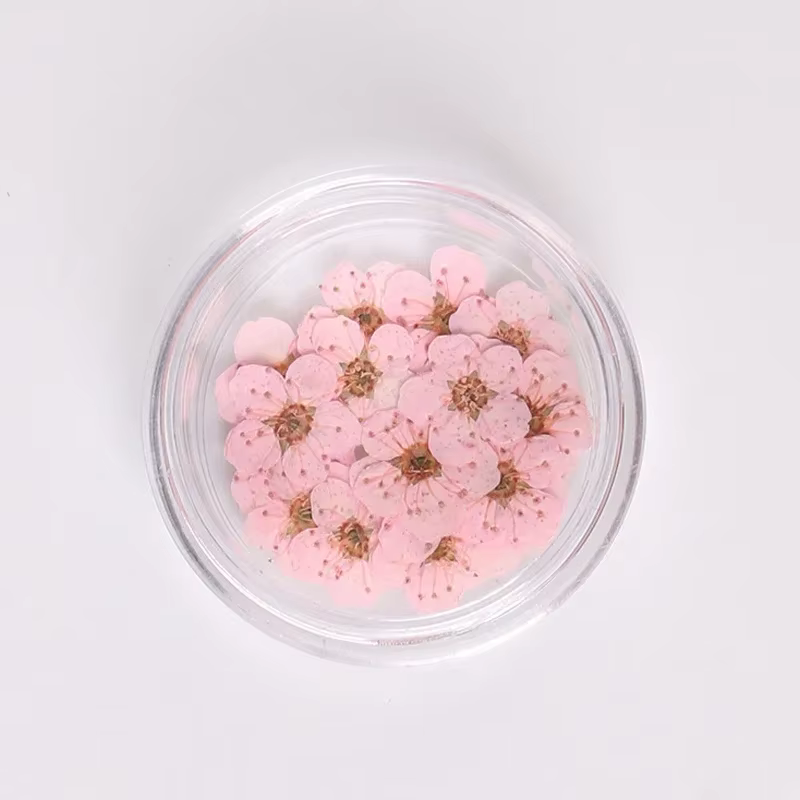 Ensemble de petites fleurs séchées Spirea pour décorations Nail Art, 6mm, fleurs naturelles réelles 
