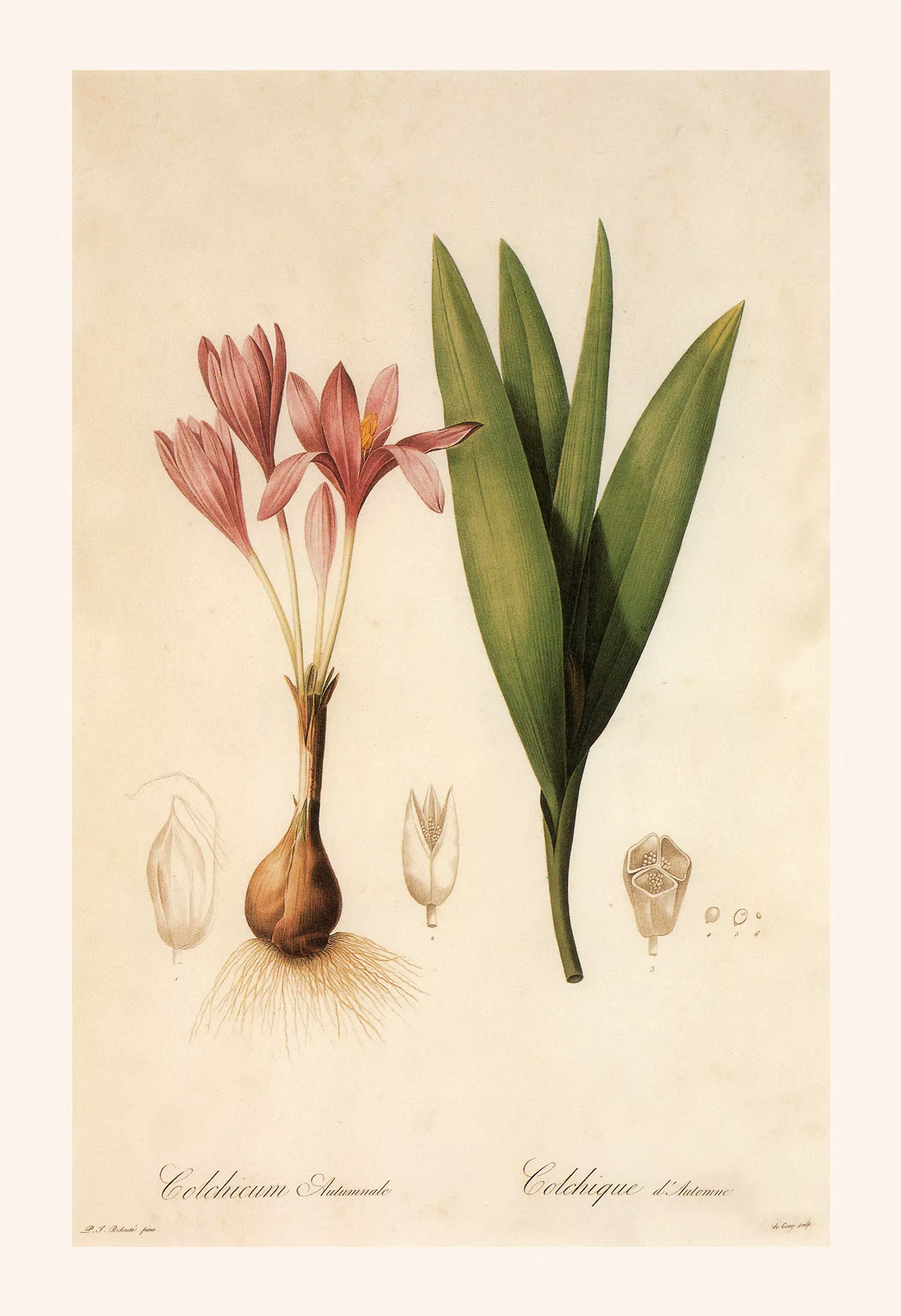 Vintage classique rizome connaissance plante fleurs Illustration affiche toile peinture mur Art phot