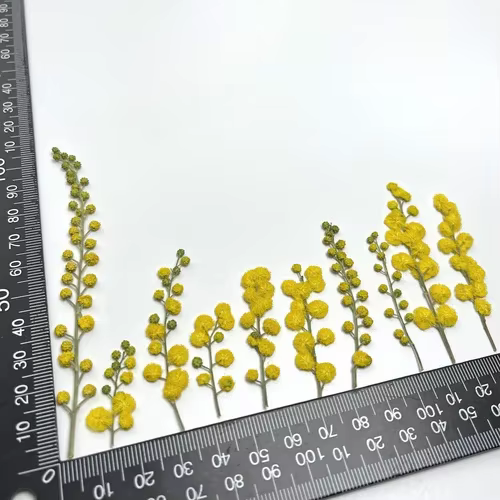 3-10cm/24pcs, Fleurs séchées en acacia gaufré, pour cadre photo DIY, marque-page, lampe de bureau, c