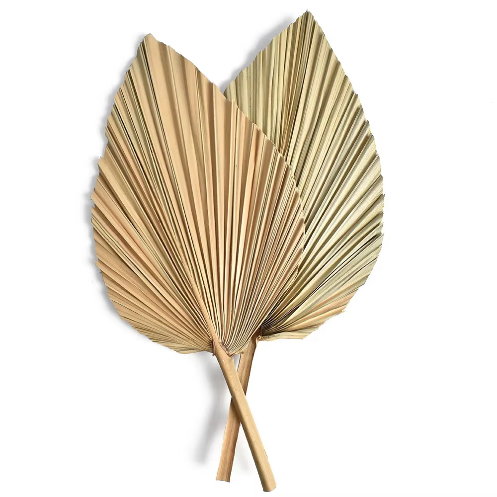 Feuilles d'éventail de palmier, 2 pièces, fleurs séchées, Mini feuilles de palmier en différentes fo