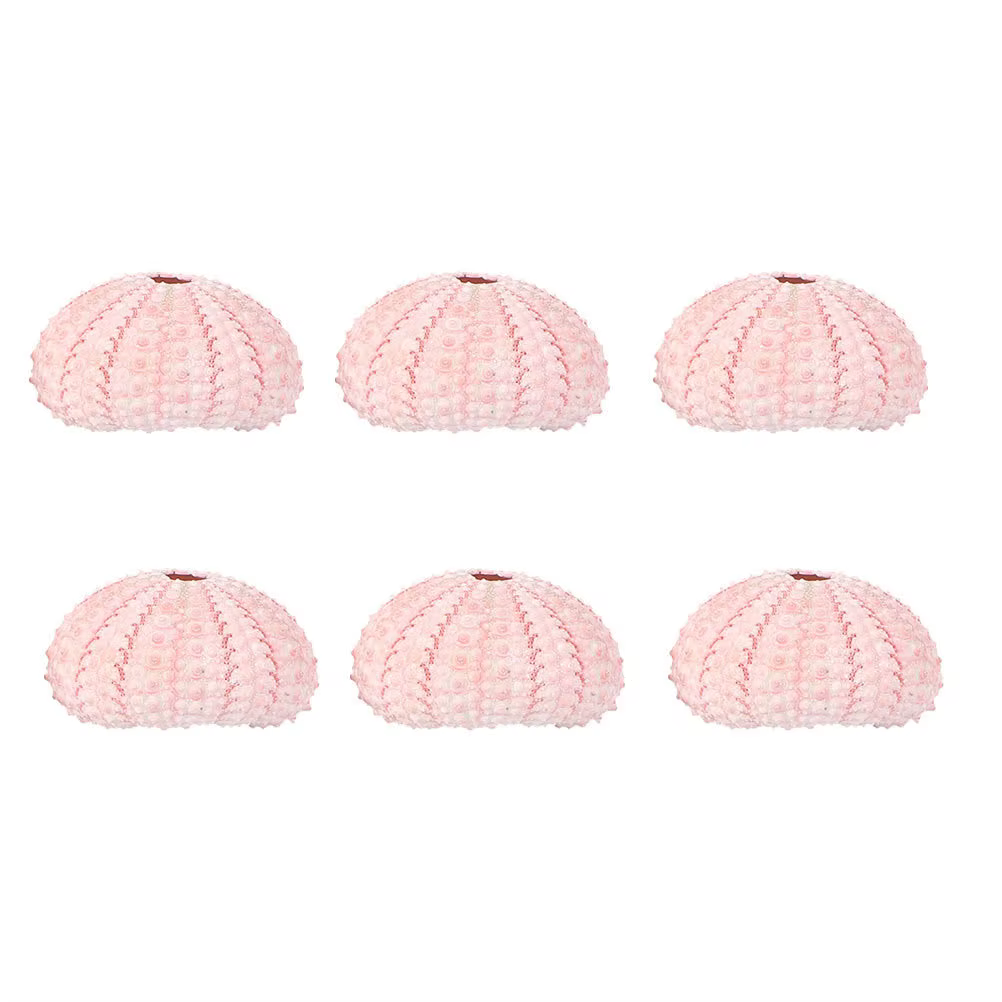 6 Pièces Supports Créatifs pour Plantes Aériennes en Forme d'Urène de Mer, Coquillages et Conques, P