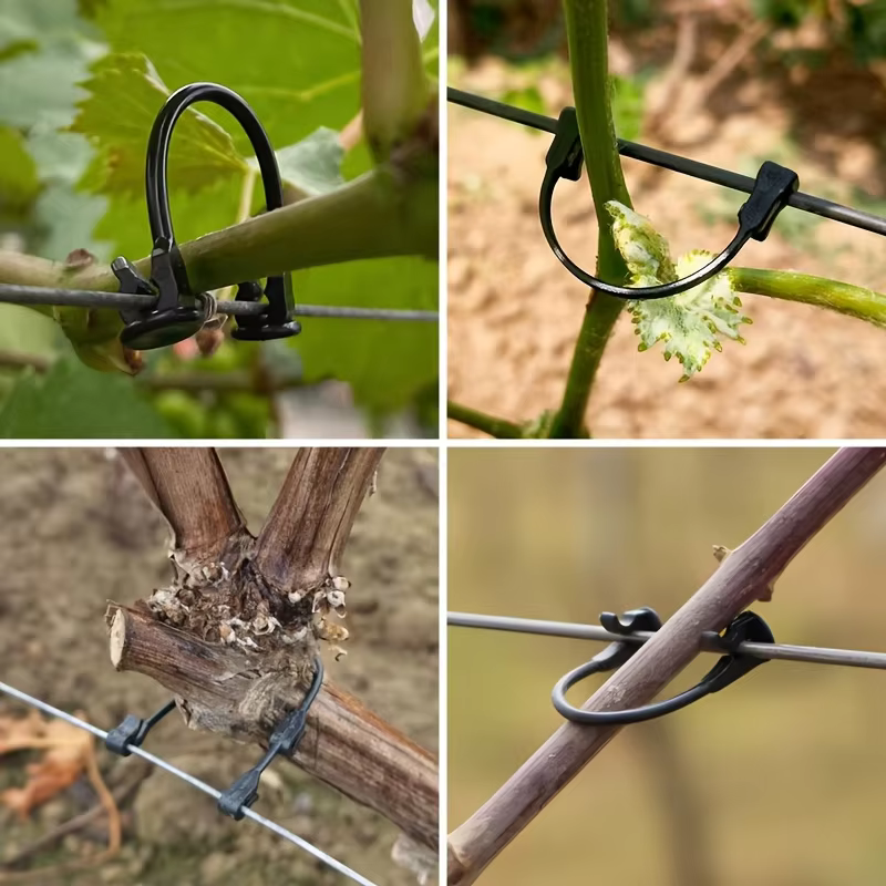 Clips de fixation et de maintien pour plantes grimpantes, utilisés pour soutenir la croissance des b