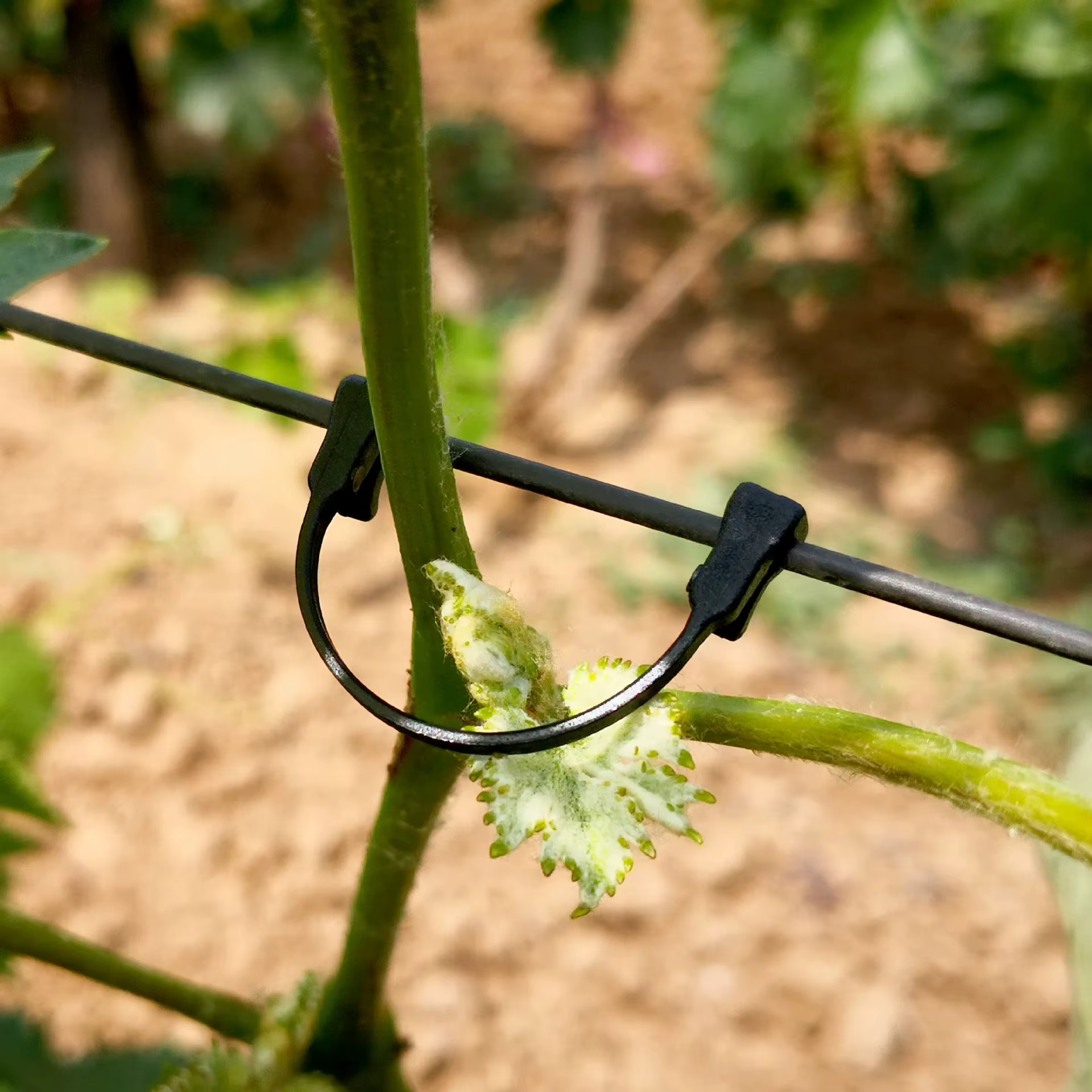 Pince de fixation pour plante de vigne, 1700 pièces, Clip de fixation pour vigne de raisin Kiwi, fle