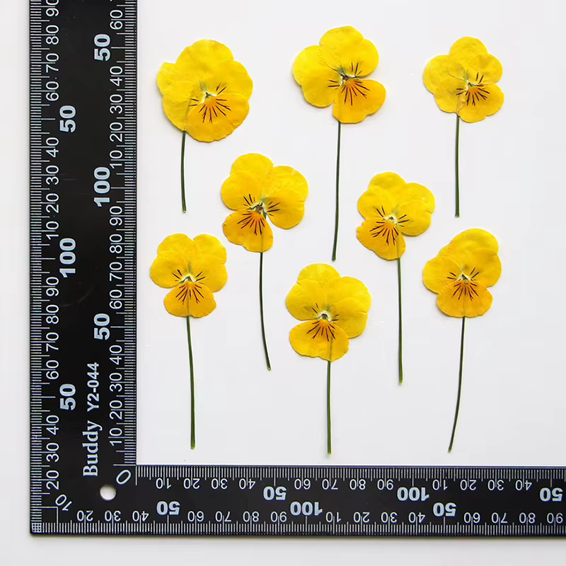 12 pièces/7-10cm, Corydalis coins jaune naturel pressé fleur sèche bricolage signet goutte à goutte