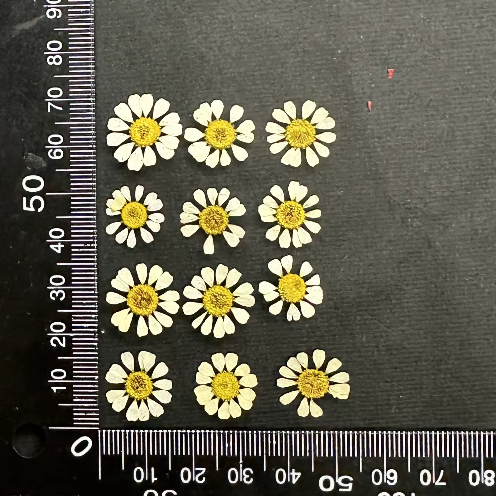 12 pièces/1-2 cm, Mini fleur sèche naturelle camomille, cadre Photo fait à la main, matériel de bric